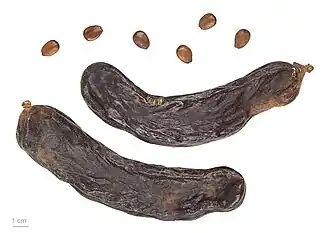 C.  siliqua, seeds and dry pods