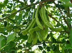 C. siliqua, green fruit pods on tree