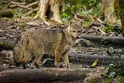 Crab-eating fox