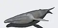 Model of C. riabinini
