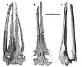 C. riabinini skull