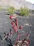 Castor oil plant