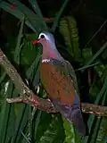 Common emerald dove, the provincial bird of Tamil Nadu