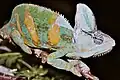 Chameleons, a lizard