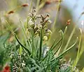 Alpine dwarf orchid(Chamorchis alpina)