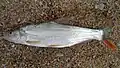Mongolian redfin