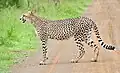 Cheetah