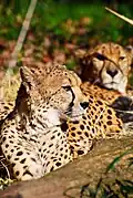 Cheetah
