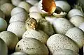 Bird eggs with hatched chick.
