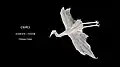 Crane