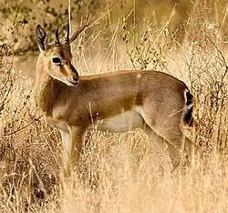 Provincial animal of Rajasthan