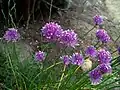 Close-up of a clump of chives