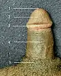 A circumcised penis on a brown Muslim male