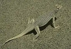 Coachella Valley Fringe-toed Lizard, Uma inornata