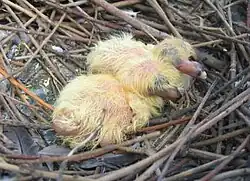 Babies, one day