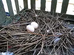 Nest with two eggs