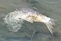 A dead common carp