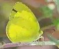 Common grass yellow