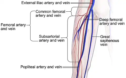 Parts of the femoral artery.