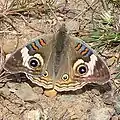 The patterns on the wings of butterflies are an example of bilateral symmetry