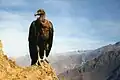 The Andean condor is one of the largest birds able to fly. It is a New World vulture.