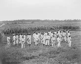 Child "convicts" at work in the fields (1903)