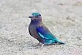 Provincial bird of Andhra Pradesh