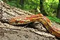 Corn snake close up