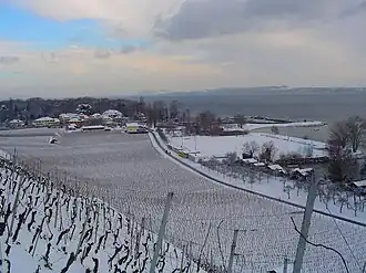 Vineyards outside Cortaillod village