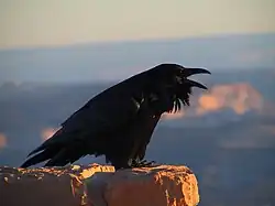 National bird of Bhutan
