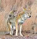 Coyote