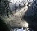 Crepuscular rays made by tree shadows over fog