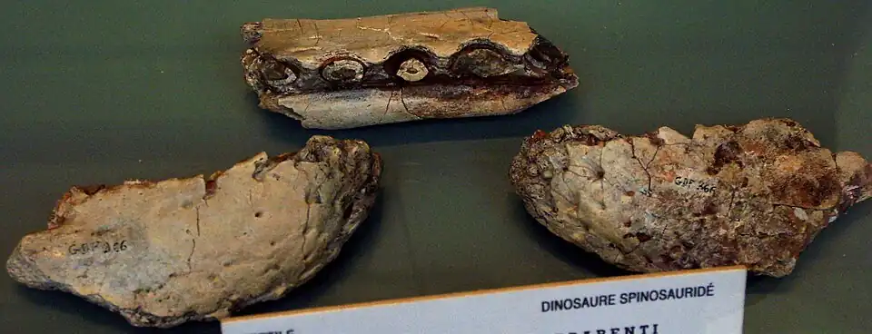 Another view of the fossil jaw pieces.