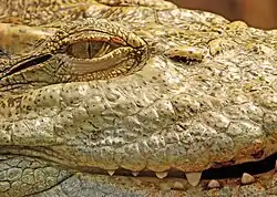 A crocodile with vertical slit pupils