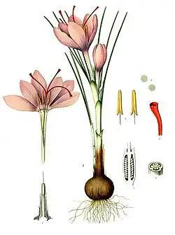 Crocus sativus (saffron crocus) botanical illustration from Kohler's Medicinal Plants