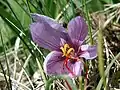 A saffron crocus flower