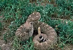 Western diamondback rattlesnake.