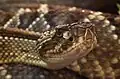 The prairie rattler's cousin,  the cascabel,  is another venomous species.