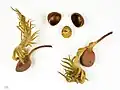 Seeds and seed leaves
