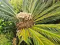 Cycas revoluta at Azores