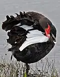 Black swan preening.