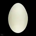 Egg of mute swan.