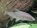 Vimba vimba in an aquarium