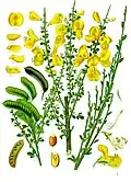 Common broom (Cytisus scoparius).