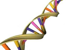 DNA Double Helix