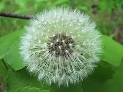 A dandelion ready for dispersal.