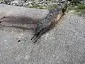 A dead dolphin