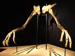 Deinocheirus holotype