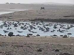 Mouth of the Lluta river