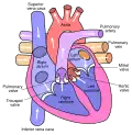 Diagram of human heart.